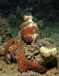 octopus groping for prey under a coral by Andre Philip 